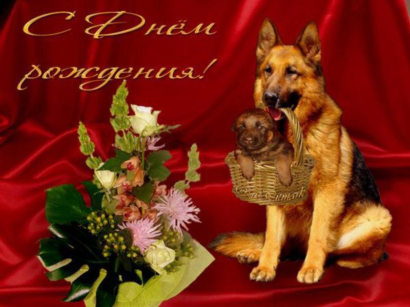 Поздравления С Днем Рождения Женщине С Собачкой