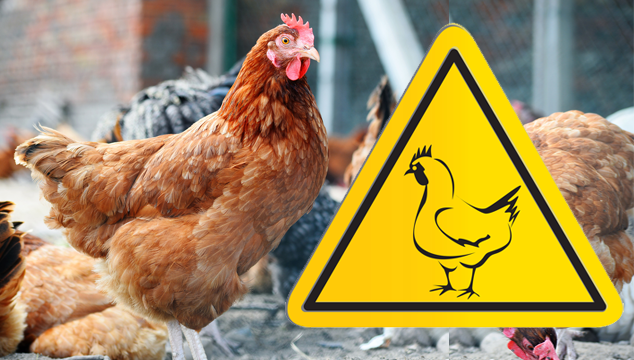 backyard-chickens-and-bird-flu-how-to-spot-it-and-why-it-matters-blog-cover