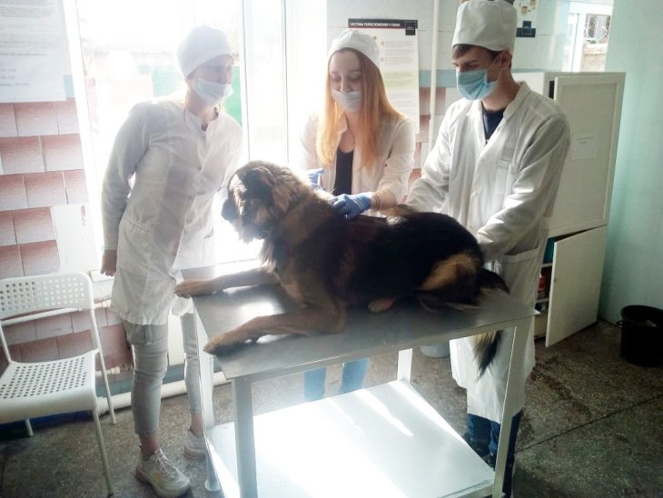 Студенты ДонГАУ проходят практику в 17 подразделениях областной ветеринарии
