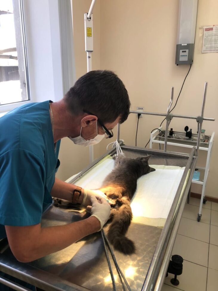 29 июля в государственных ветеринарных лечебницах Ростовской области проведут день льготной стерилизации собак и кошек